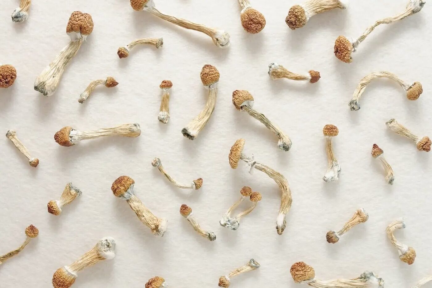 Psilocybin mushrooms