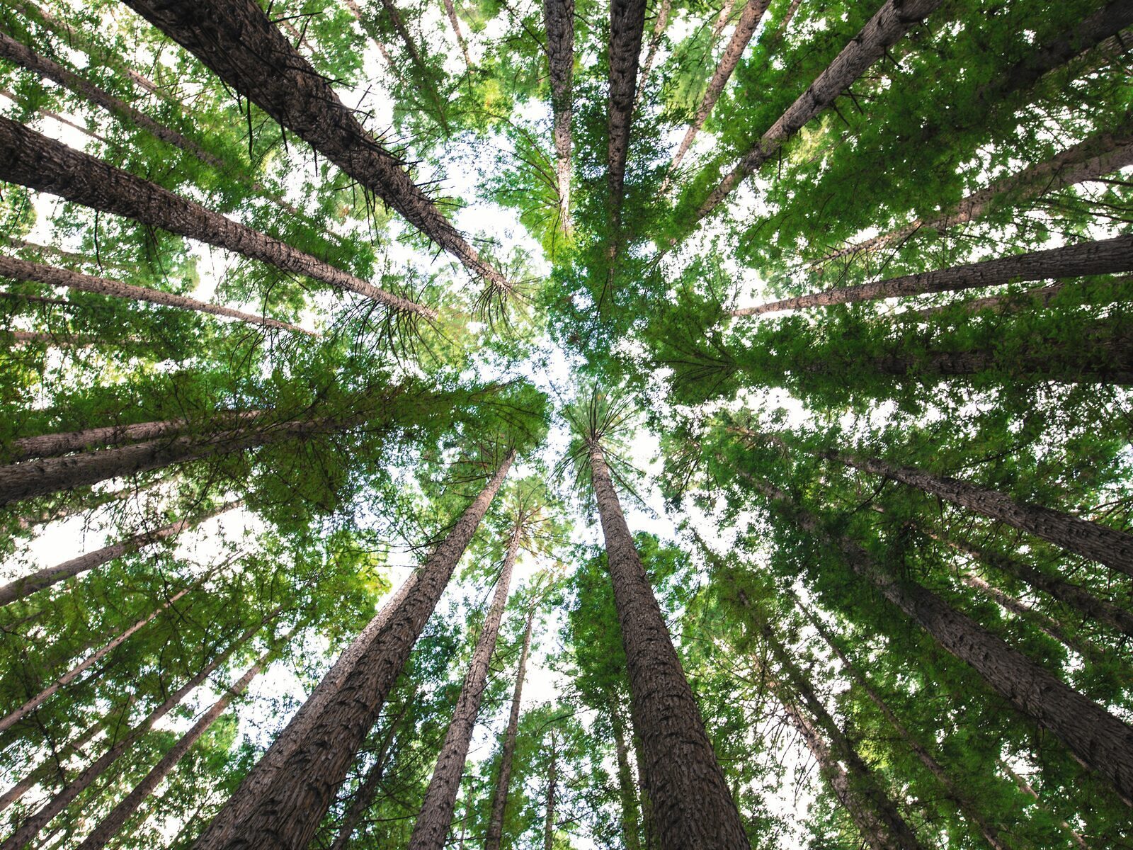 Arbres élancés vers le ciel